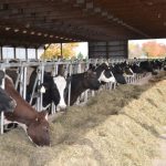 Strategies to Promote Dairy Cow Wellness and Boost Productivity